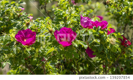 Rose of Sharon Rose of Sharon 139207854