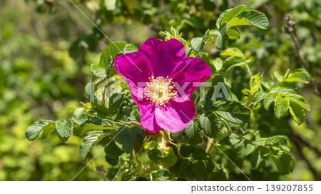 Rose of Sharon Rose of Sharon 139207855