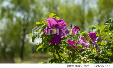 Rose of Sharon Rose of Sharon 139207856