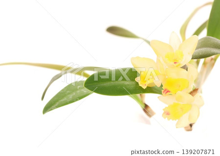 黃色卡特蘭仙境莎拉明亮的背景 黃色卡特蘭仙境莎拉明亮的背景 139207871