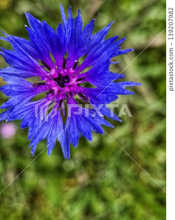 Macro shot of a vibrant blue cornflower in full bloom.  139207982