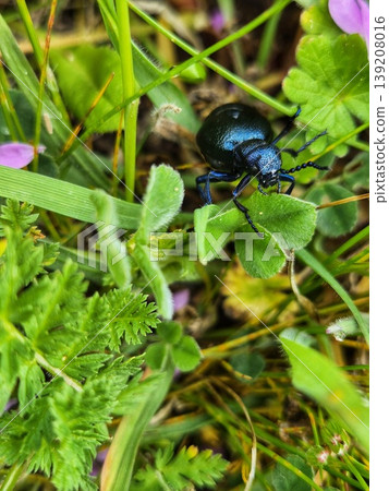 a large black beetle with metallic blue reflection on a meadow. a large black beetle with metallic blue reflection on a meadow. 139208016