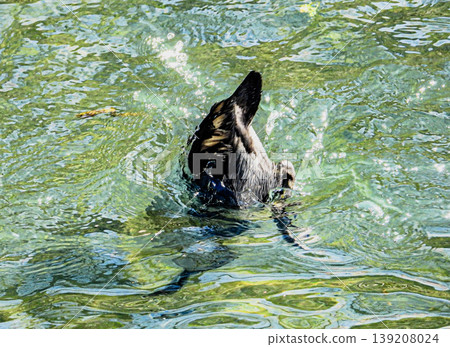 Cormorants in the Suimon River, Ogaki City 139208024