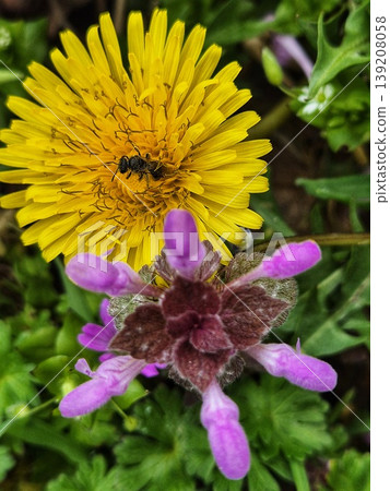 bee on vibrant wildflowers during springtime. bee on vibrant wildflowers during springtime. 139208058