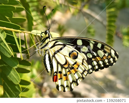 Lime butterfly resting on green leaves macro close up 139208071