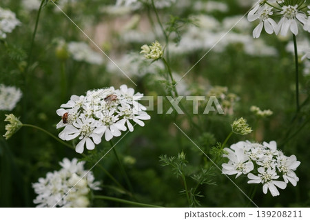Insects that perch on Orrea 139208211