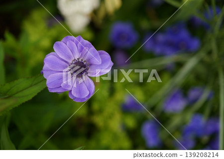 Anemone in full bloom Anemone in full bloom 139208214