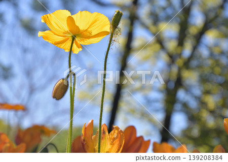 Poppies blooming in Luxembourg Gardens in springtime Paris (April 8, 2026) Poppies blooming in Luxembourg Gardens in springtime Paris (April 8, 2026) 139208384