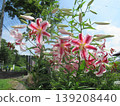 我珍惜的百合花 139208440