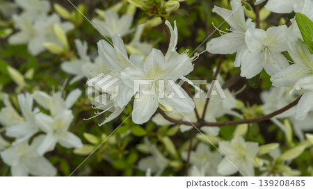 Azaleas Azaleas 139208485