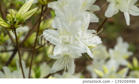 Azaleas Azaleas 139208486