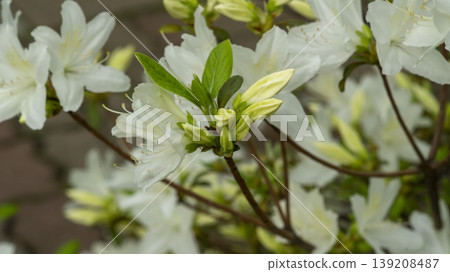 Azaleas Azaleas 139208487