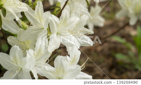 Azaleas Azaleas 139208490