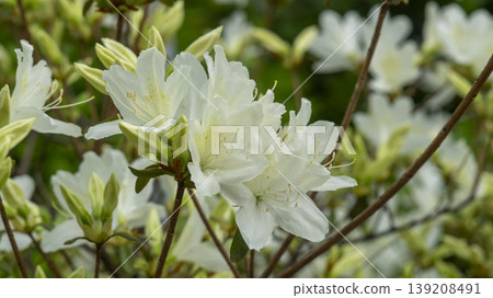 Azaleas Azaleas 139208491