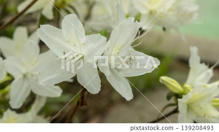 Azaleas Azaleas 139208493