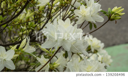 Azaleas Azaleas 139208496
