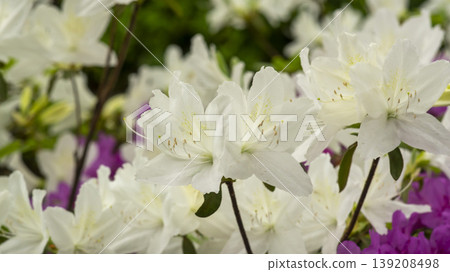 Azaleas 139208498