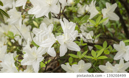 Azaleas Azaleas 139208499