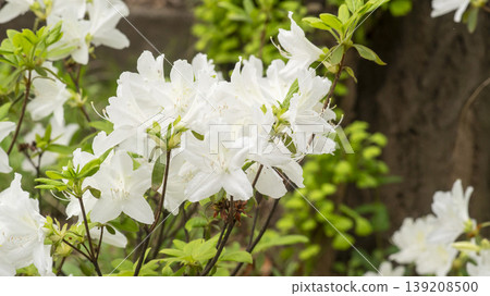 Azaleas Azaleas 139208500