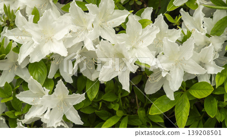 Azaleas Azaleas 139208501