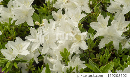 Azaleas Azaleas 139208502