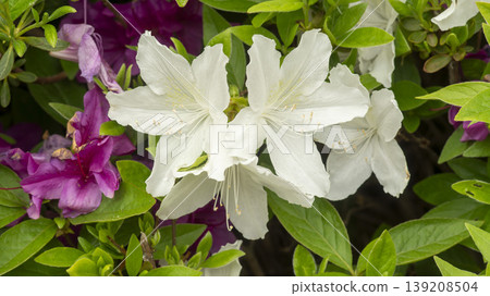 Azaleas Azaleas 139208504
