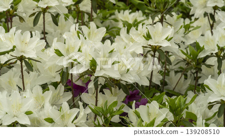 Azaleas Azaleas 139208510