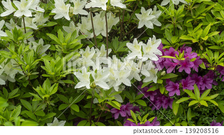 Azaleas Azaleas 139208516