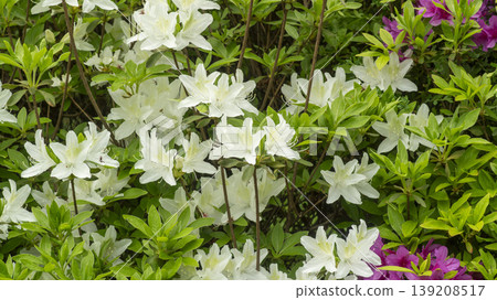 Azaleas Azaleas 139208517