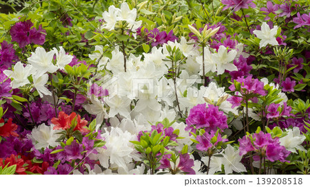 Azaleas Azaleas 139208518