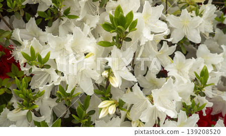 Azaleas Azaleas 139208520