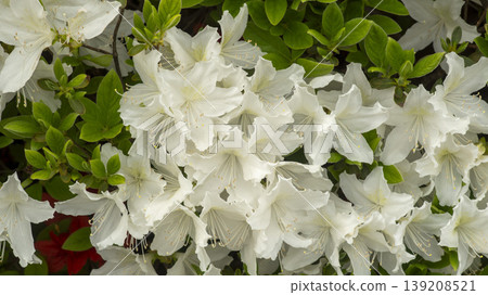 Azaleas 139208521