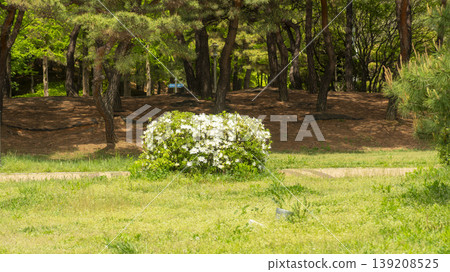 Azaleas Azaleas 139208525