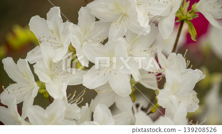 Azaleas Azaleas 139208526
