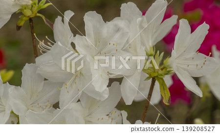 Azaleas Azaleas 139208527