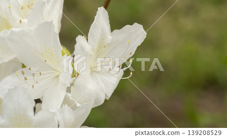 Azaleas Azaleas 139208529