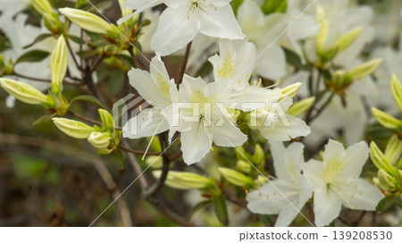 Azaleas 139208530
