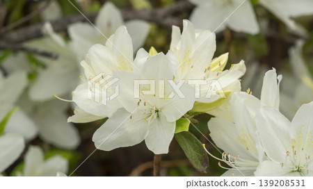 Azaleas Azaleas 139208531