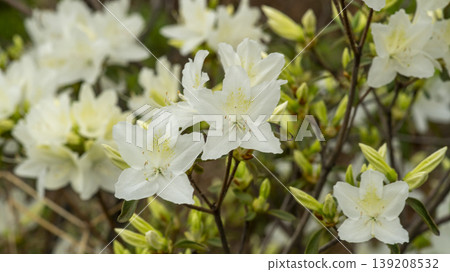 Azaleas Azaleas 139208532