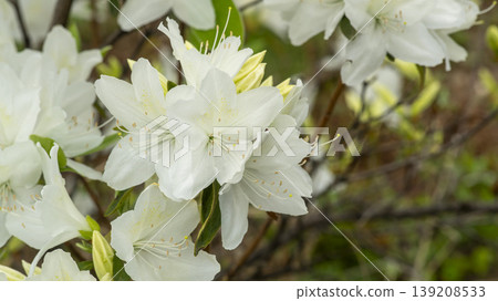 Azaleas 139208533