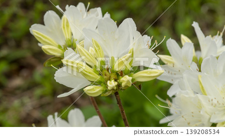Azaleas Azaleas 139208534