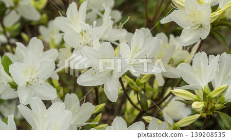 Azaleas Azaleas 139208535