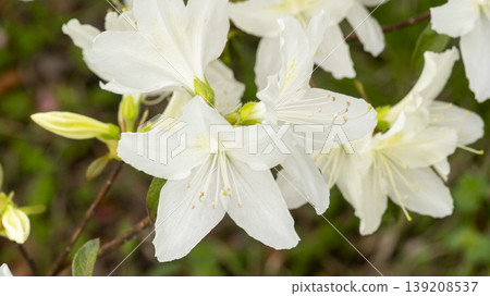 Azaleas Azaleas 139208537