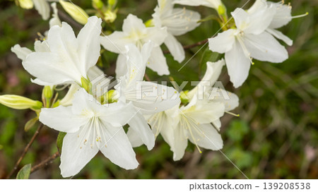 Azaleas Azaleas 139208538