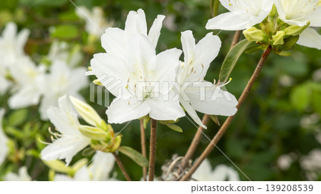 Azaleas Azaleas 139208539