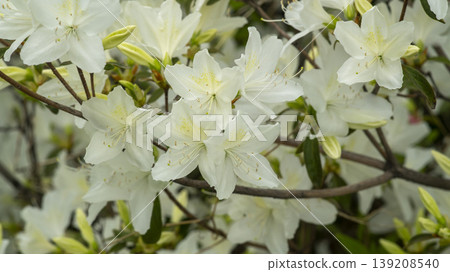 Azaleas 139208540