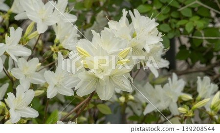 Azaleas Azaleas 139208544