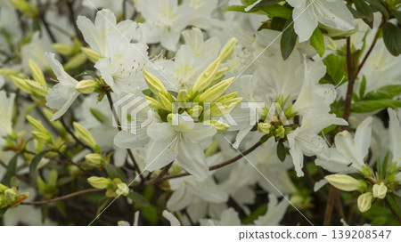 Azaleas Azaleas 139208547