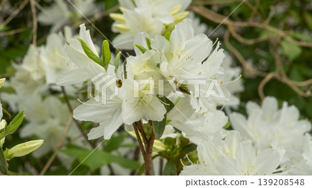 Azaleas Azaleas 139208548