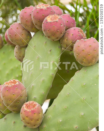 Opuntia cactus pads and edible purple fruits. Opuntia cactus pads and edible purple fruits. 139208559